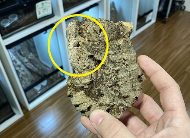 El animal estaba escondido en la roca.