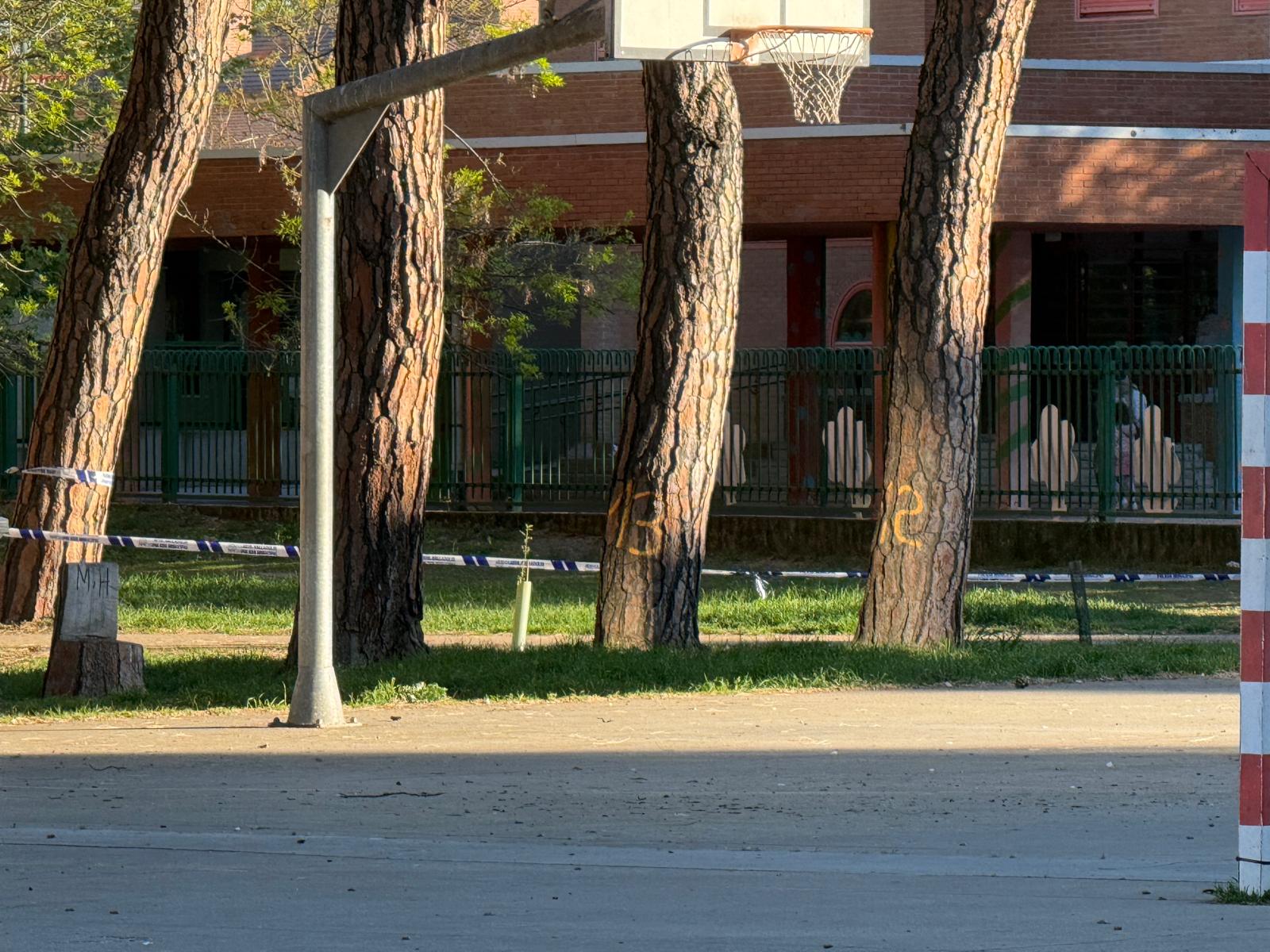 Los árboles marcados con número que el Ayuntamiento cortará en el colegio Alonso Berruguete