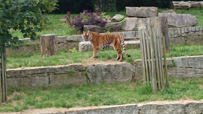 Duches en el zoo de Vigo