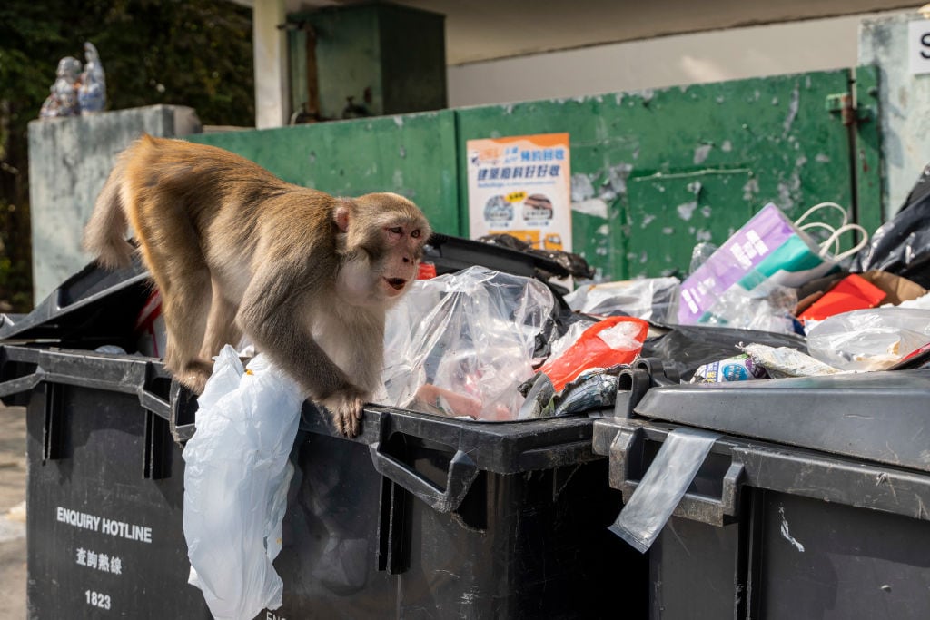 Un mono busca en la basura en Hong Kong.