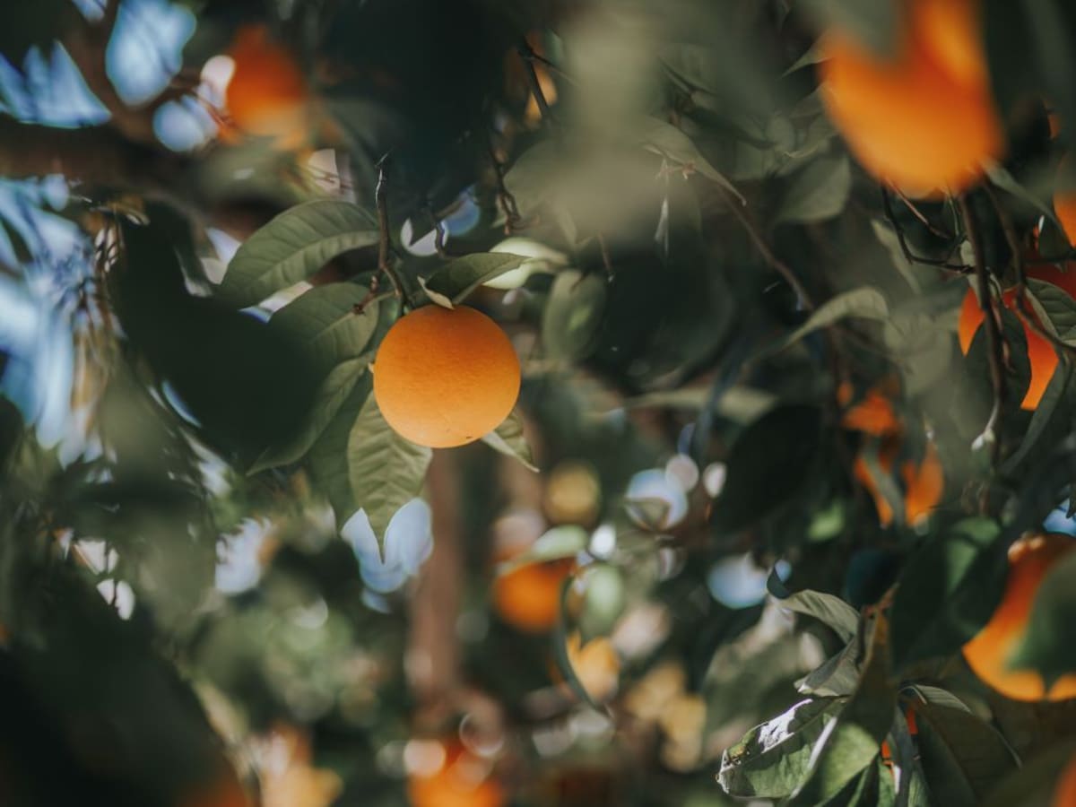 Ser Consumidor (10/03/2019): Las razones del enfado de los productores de cítricos