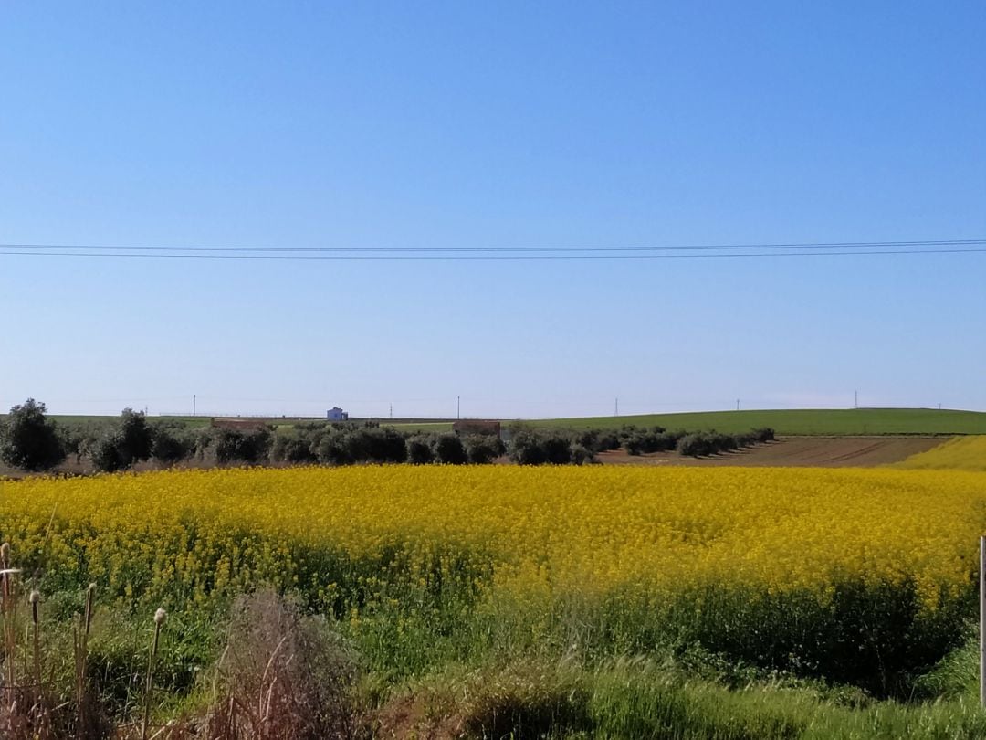 Primavera en el campo extremeño