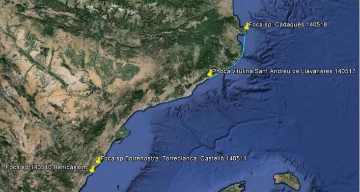 El recorregut que hauria fet la foca. Generalitat de Catalunya