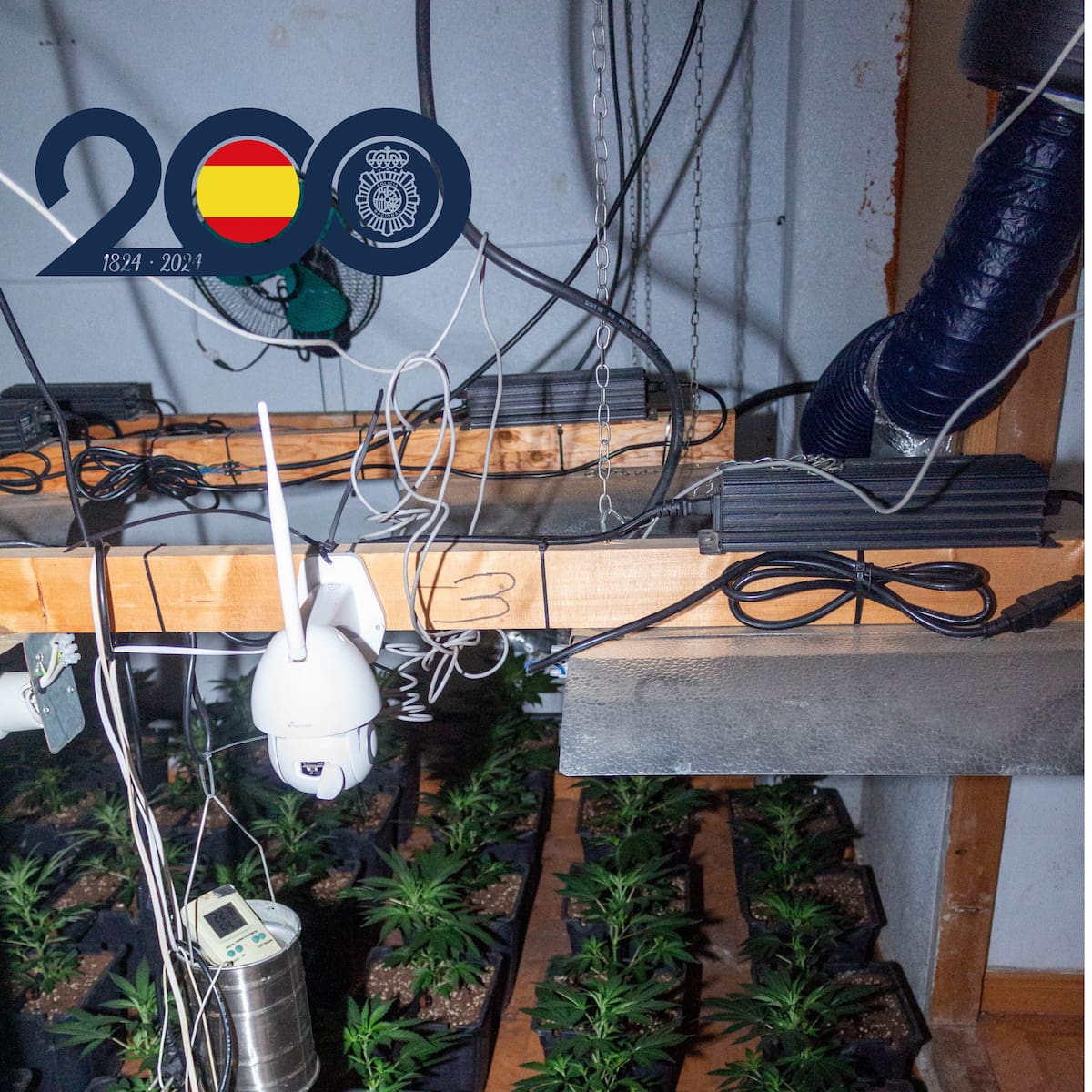 Desmantelan dos invernaderos con 600 plantas de marihuana en sendas viviendas de Alcantarilla