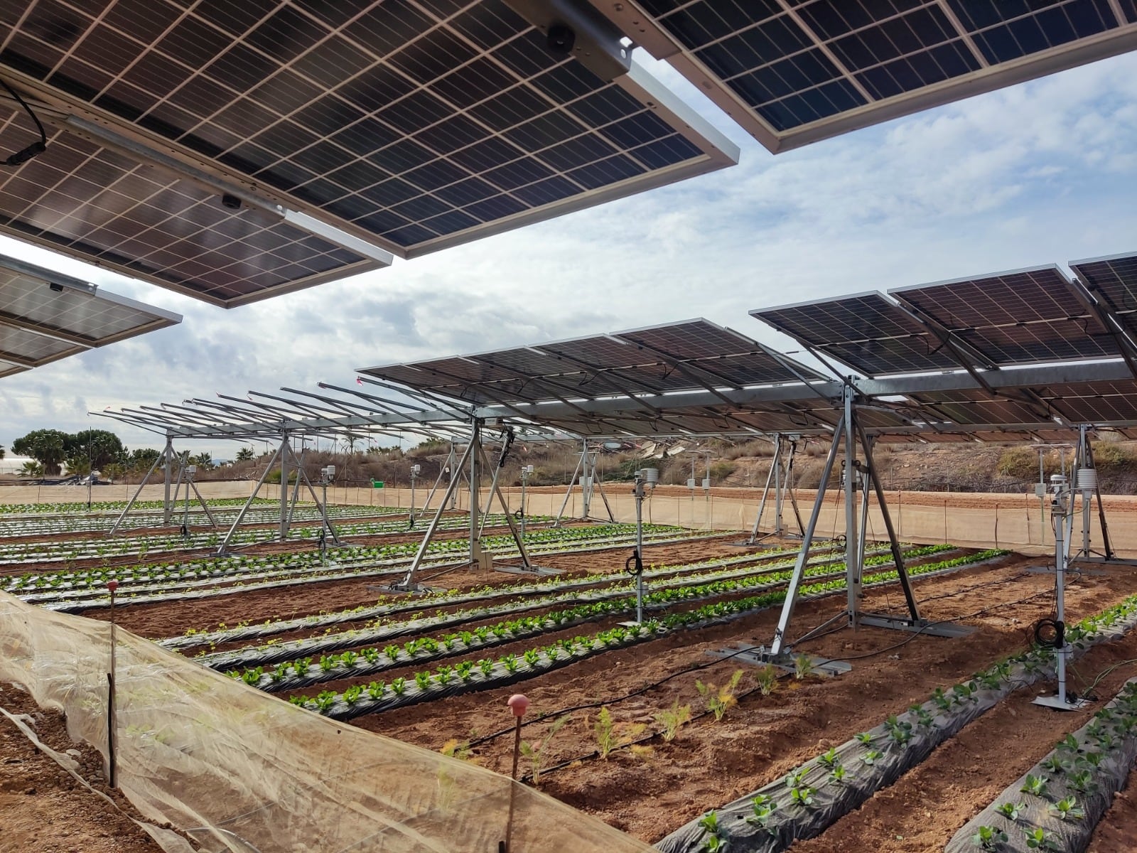 Imagen del ensayo para investigar con tecnologías fotovoltaicas la viabilidad de cultivos bajo este sistema de producción