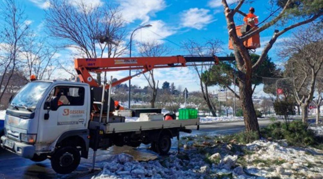 El Ayuntamiento de Algete y Geseral colaboran para podar los árboeles enfermos o en riesgo del municipio y plantar nuevos ejemplares