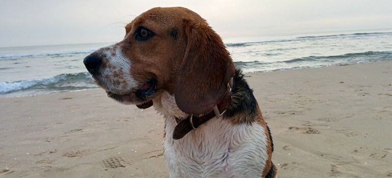 La parte norte de la playa de pinedo permite la presencia de perros