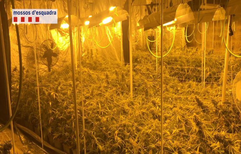 Una plantació de gran consum d'energia.