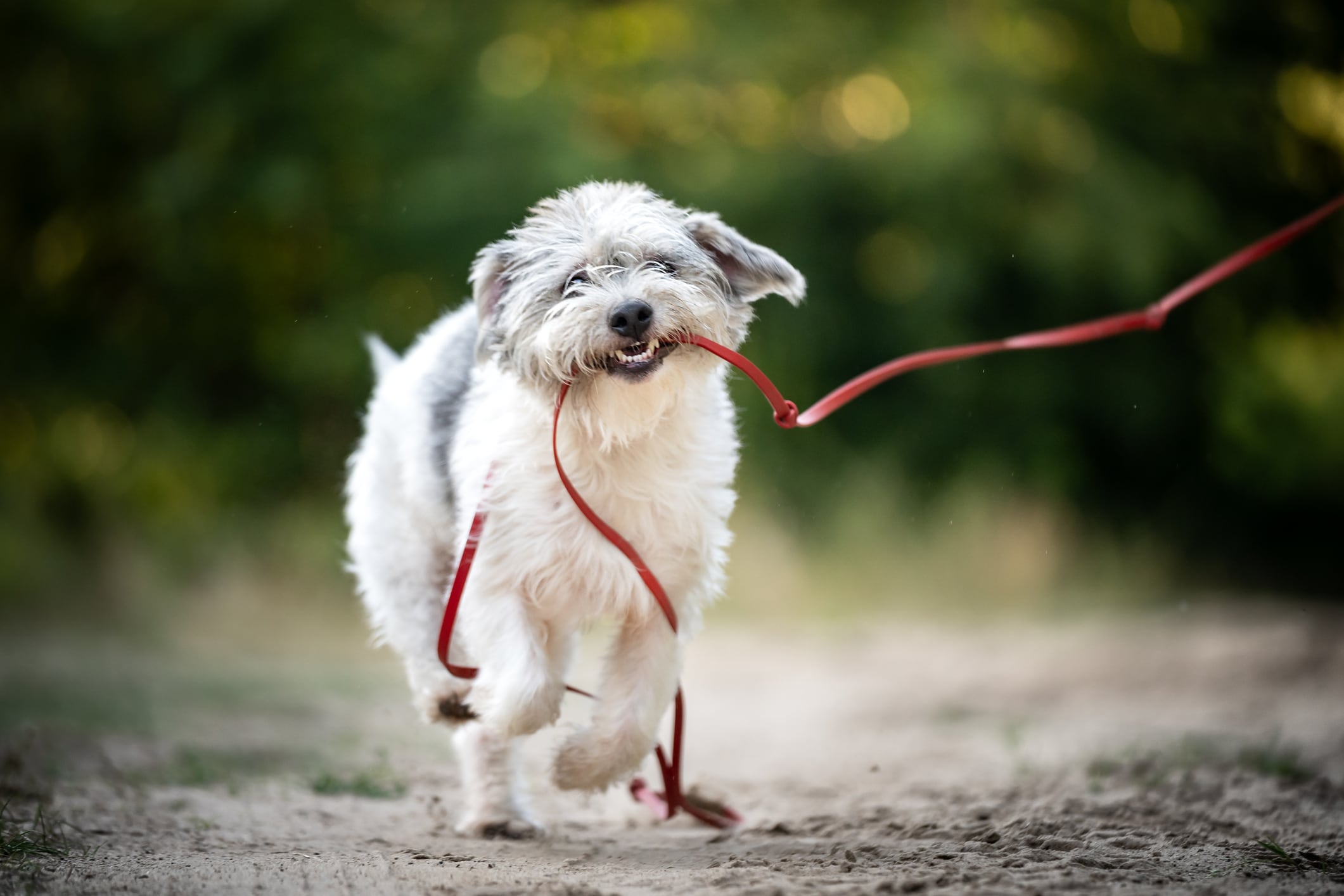 Perro paseando