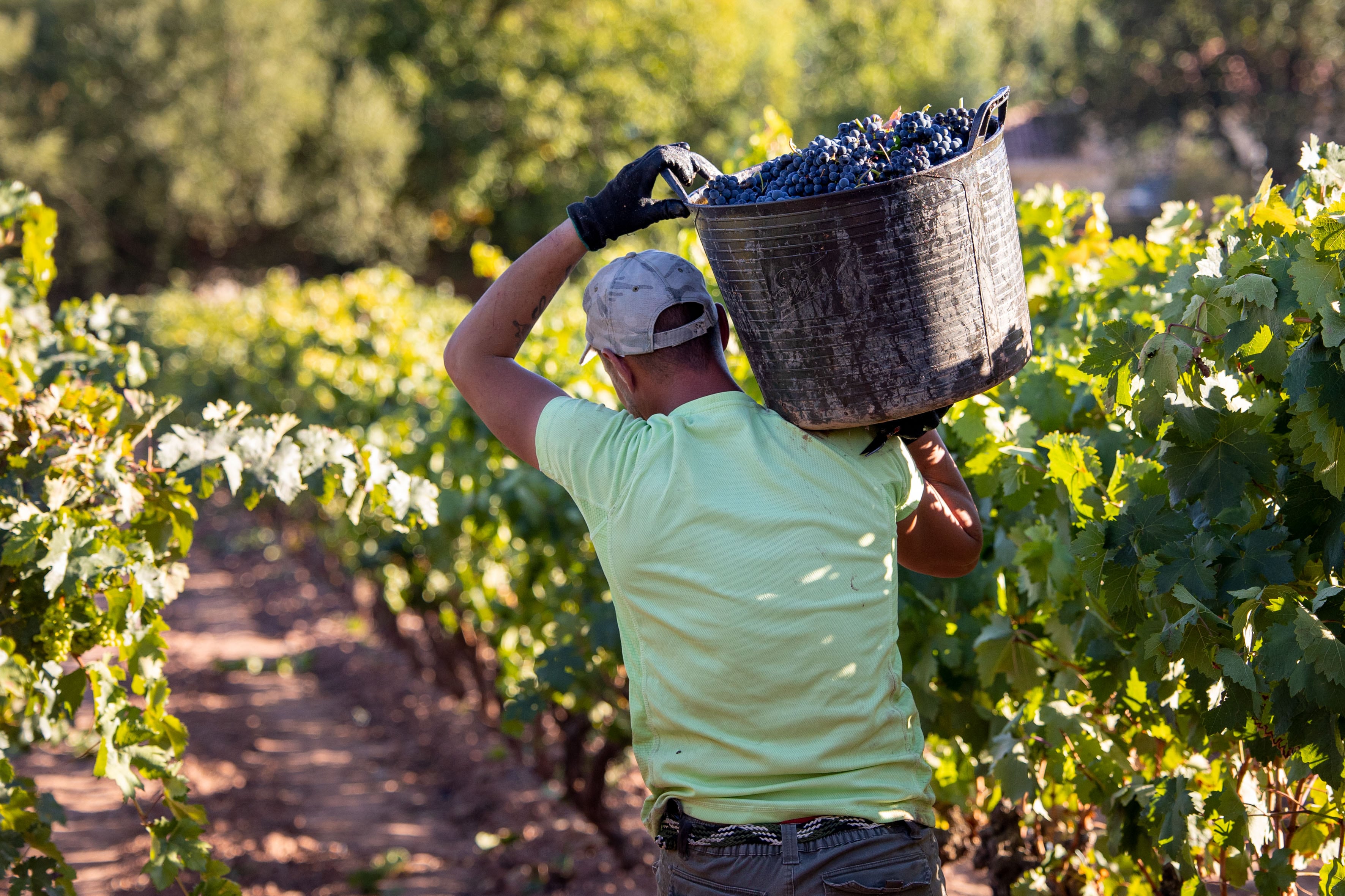 Los productores calculan que en esta campaña producirán unos 39 millones de hectolitros de vino.