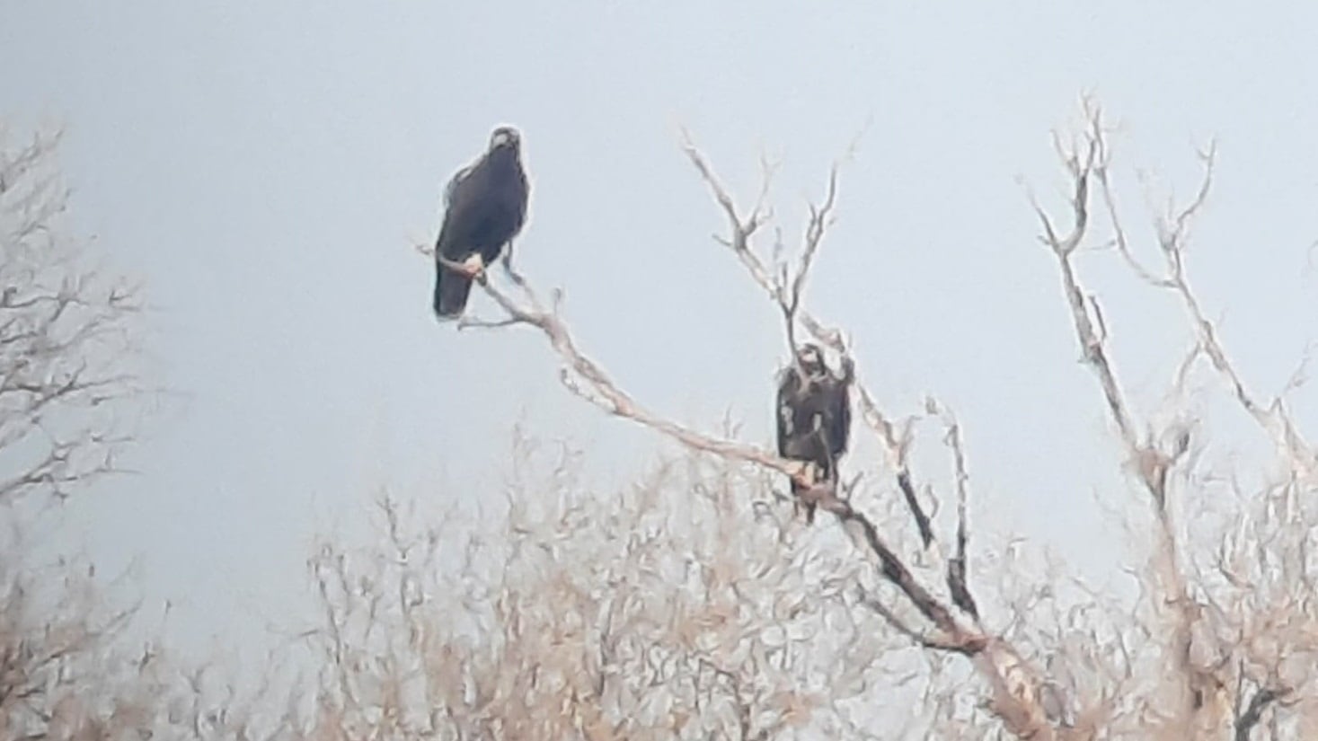 Pareja de águila imperial en la Comunidad de Madrid