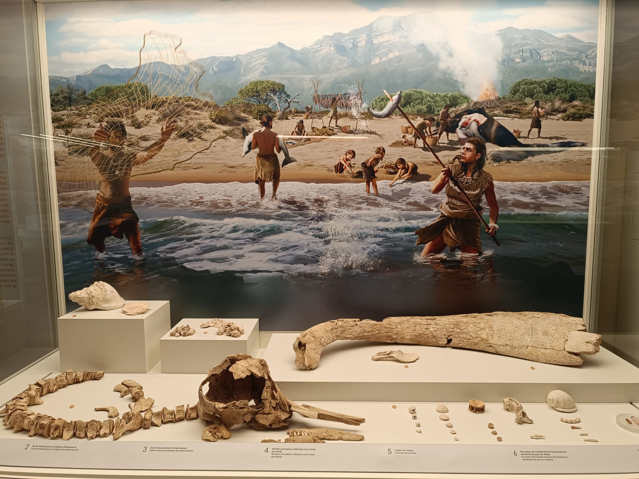 Vitrina del Museo Arqueológico de Gandia donde se puede observar los restos de cetáceos que se hallaron en Gandia.