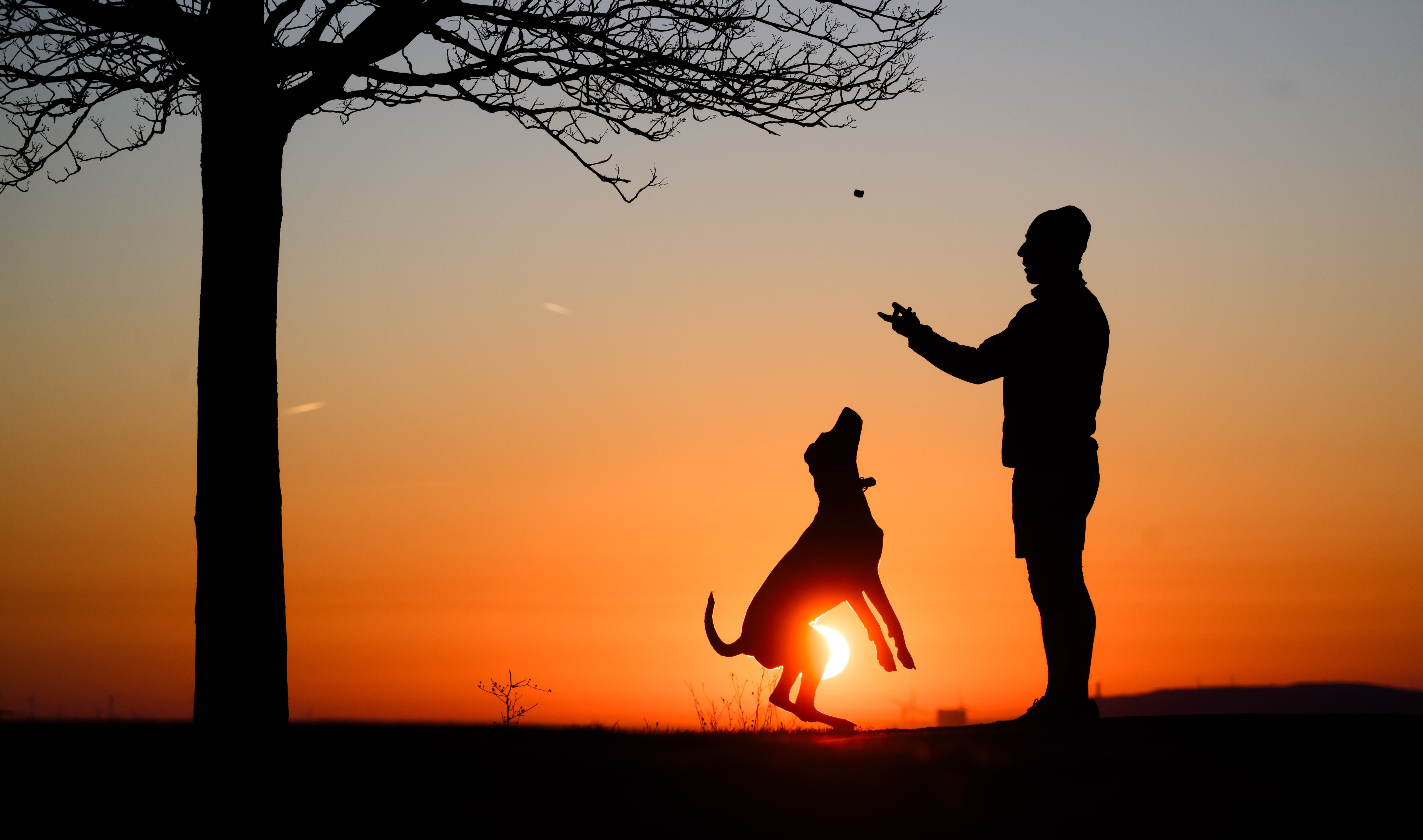 Un perro con su dueño.