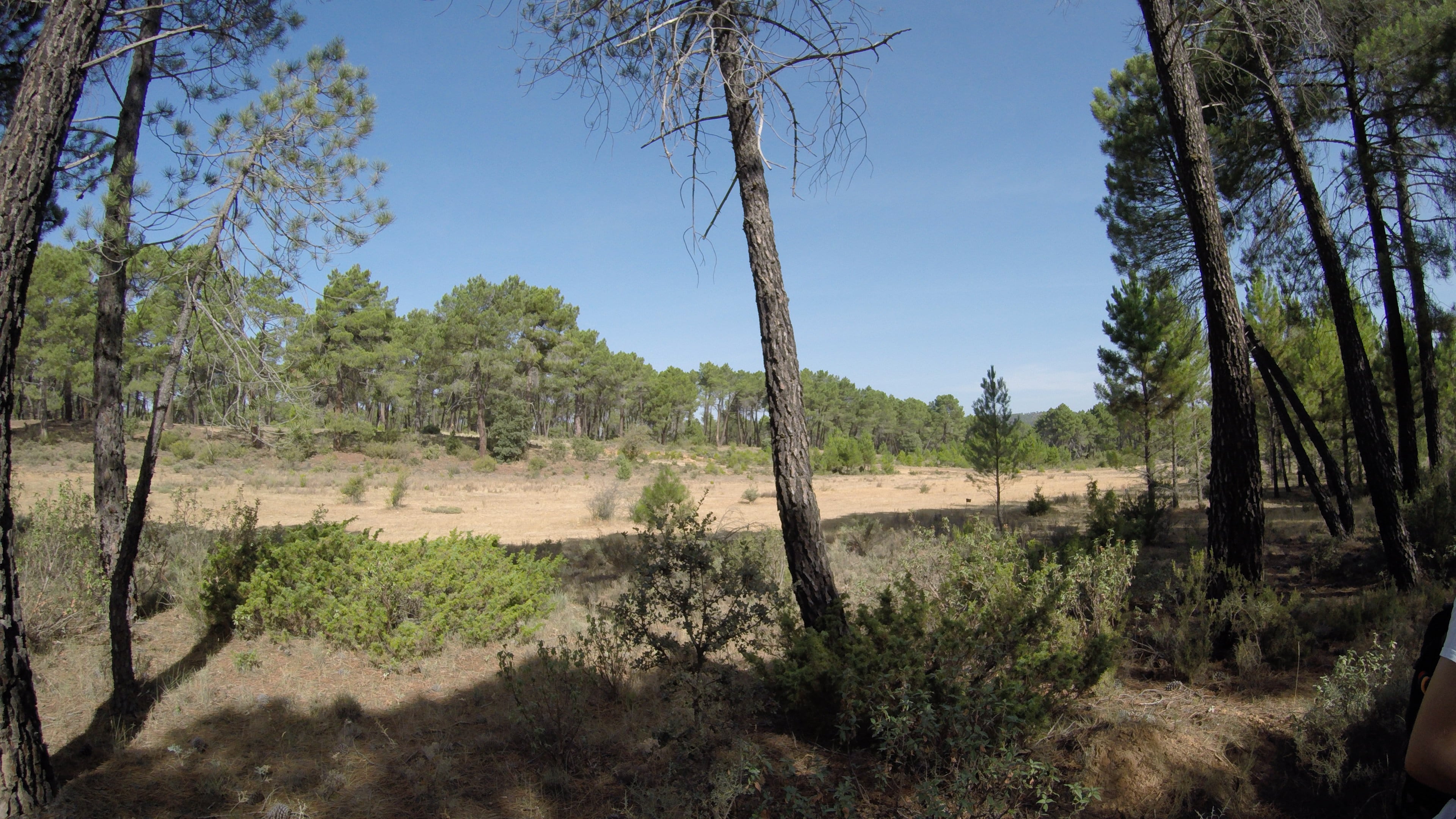 Cañada real Rodrigo Ardaz en el entorno de Villalba de la Sierra (Cuenca).