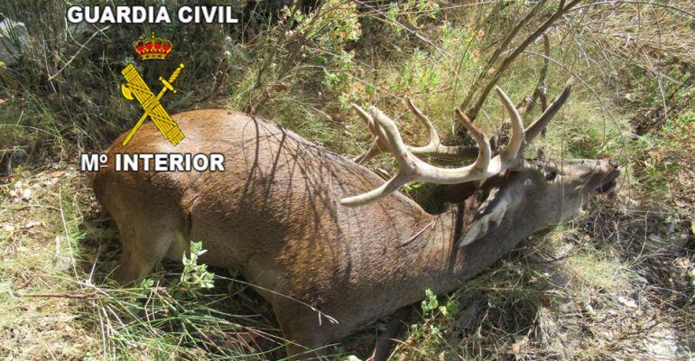Ejemplar de ciervo muerto por disparos en Jabalcuz.