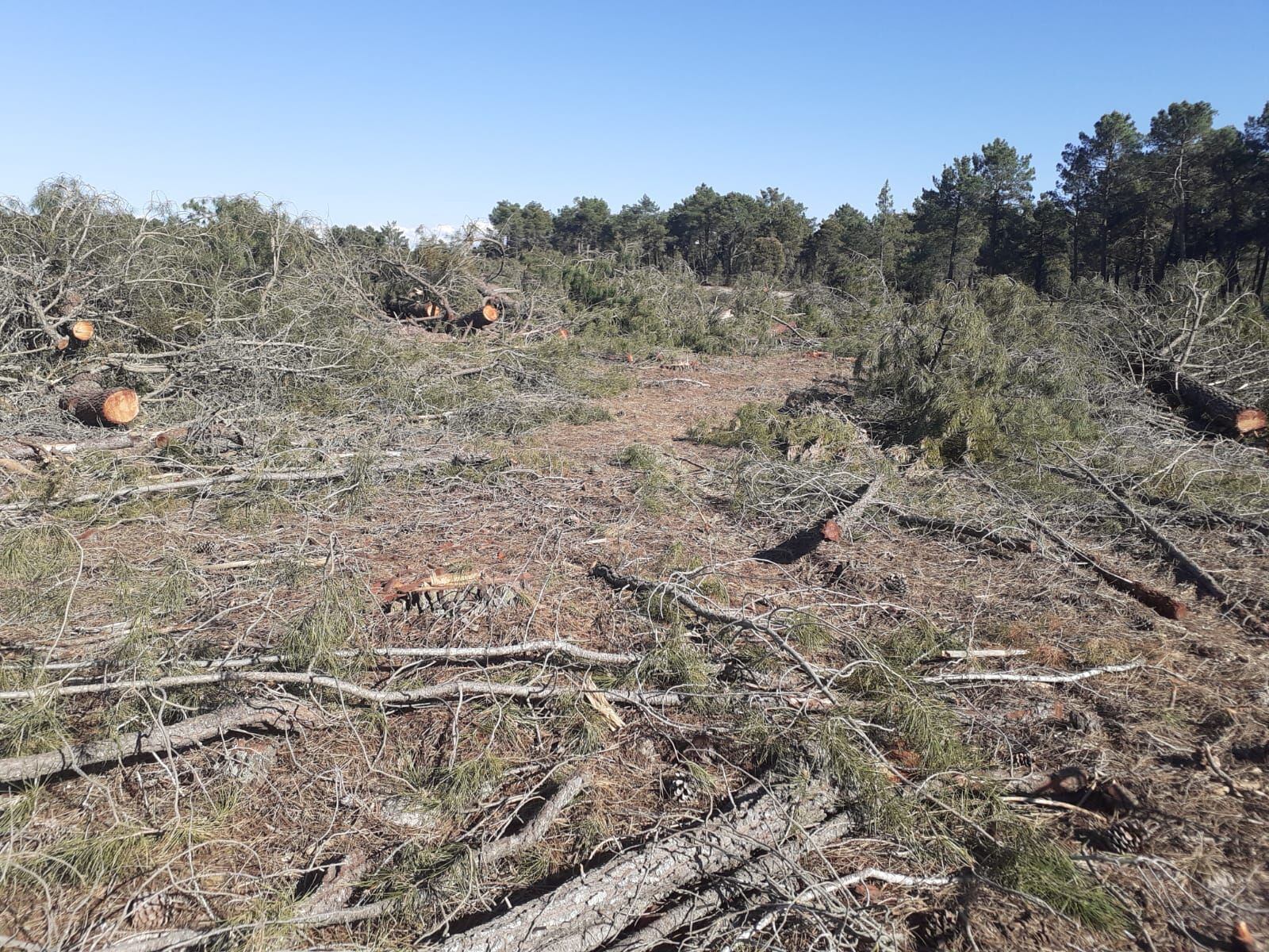 Pinos talados en Gomezserracín