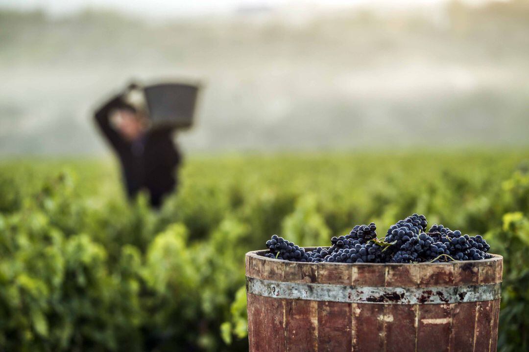 Vendimia en Rioja