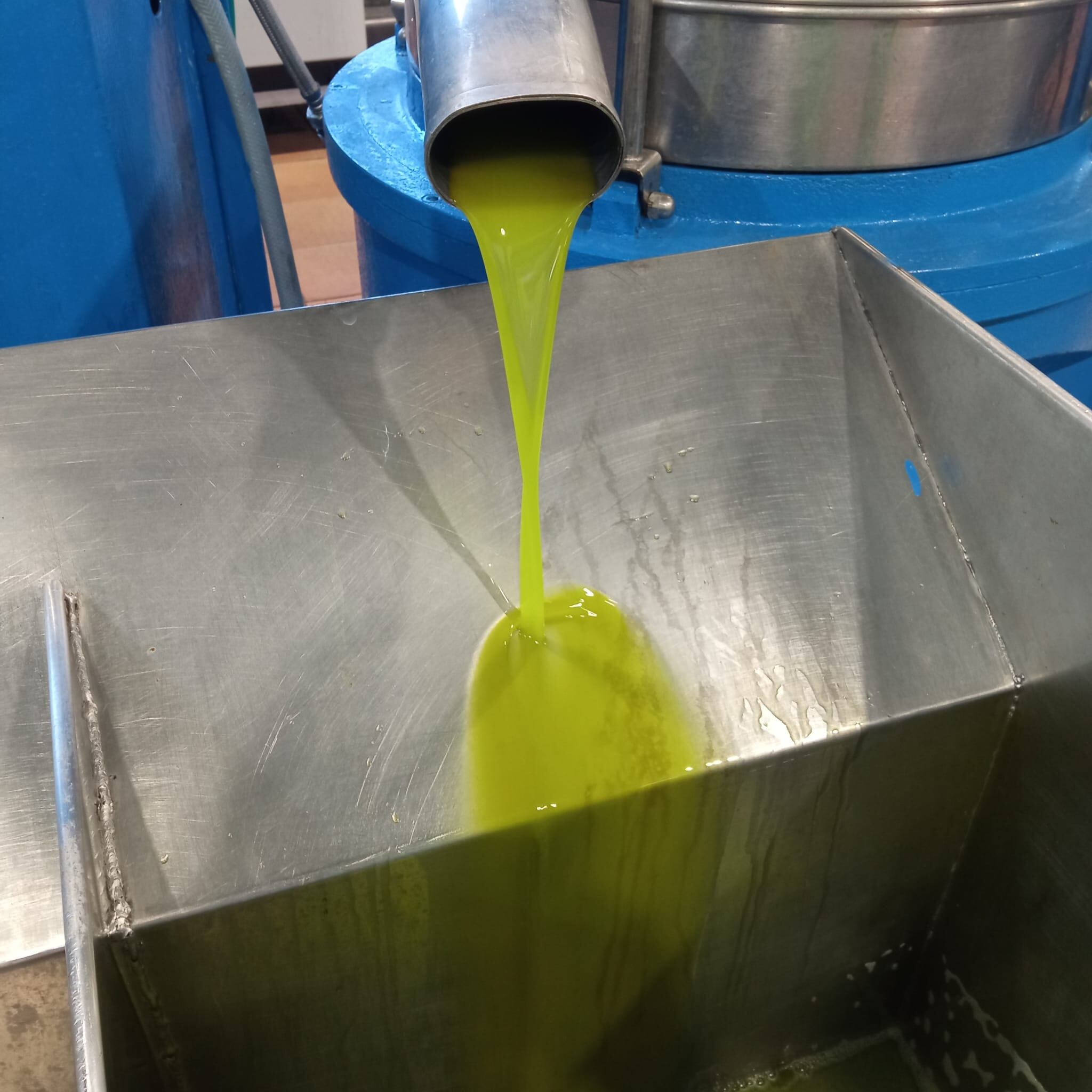 Momento de la extracción de aceite temprano en una de las instalaciones de la comarca