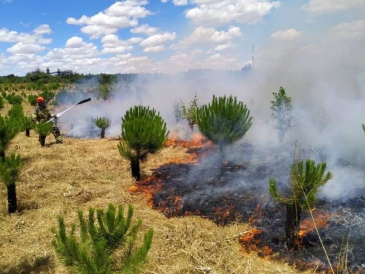 El Ayuntamiento estima que el fuego afectó a entre un 50% y un 70% de las plantas del Bosque de los Sueños
