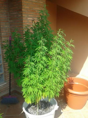 Imagen de archivo de una planta de marihuana.