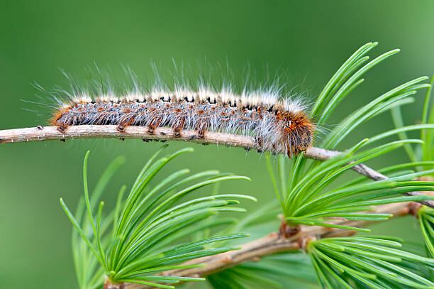 Pine Processionary (Thaumetopoea pityocampa): the larva is a major forest pest, living communally in large &quot;tents&quot;, usually in pine trees but occasionally in cedar or larch, marching out at night in single file (hence the common name) to feed on the needles. The species is notable for the behaviour of its caterpillar larvae, which overwinter in tent-like nests high in pine trees, and which process through the woods in nose-to-tail columns, protected by their severely irritating hairs.