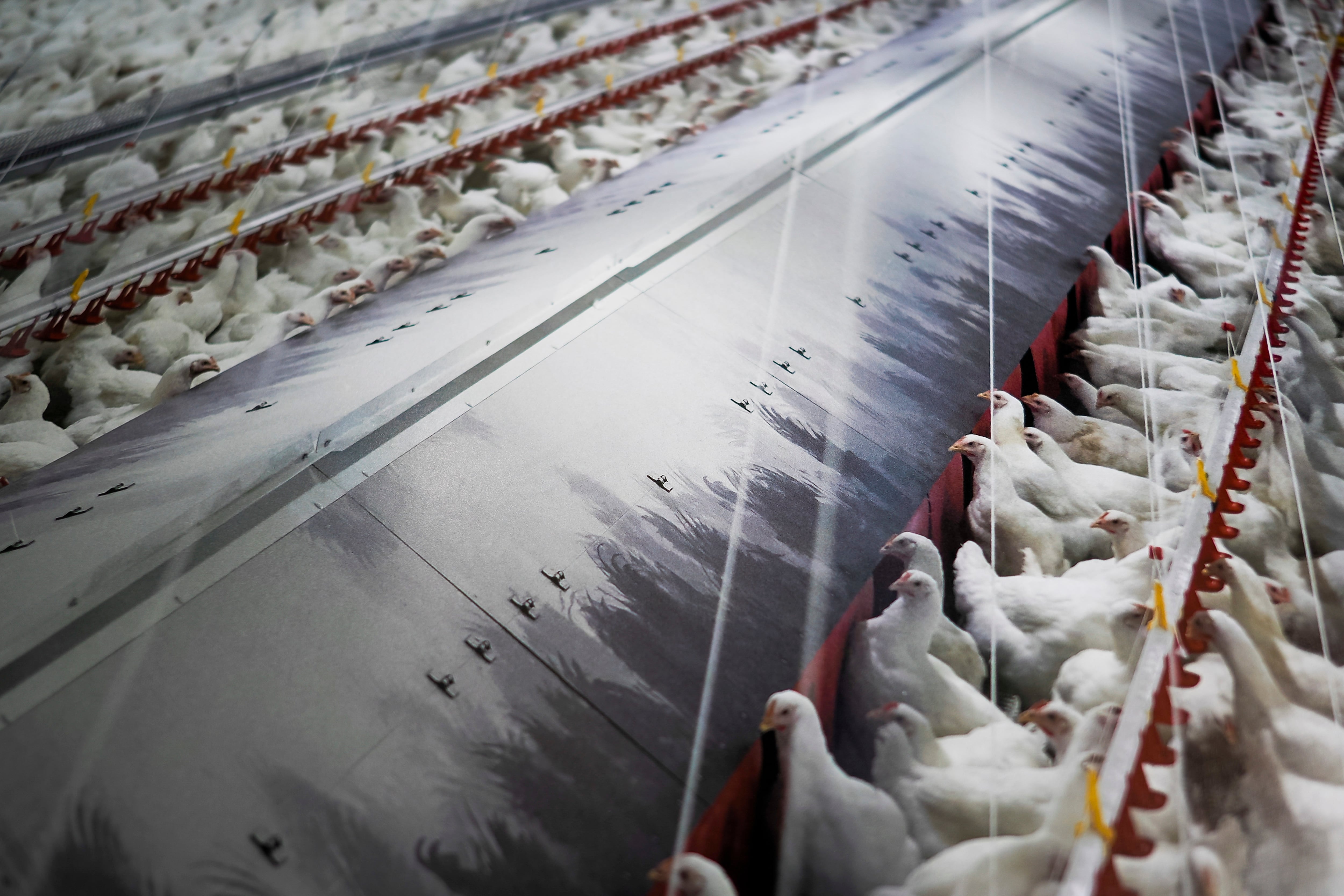 FOTODELDÍA - LUGO, 11/11/2025.- Fotografía de archivo de gallinas en una sala comedero en granja en Palas de Rei, Lugo.