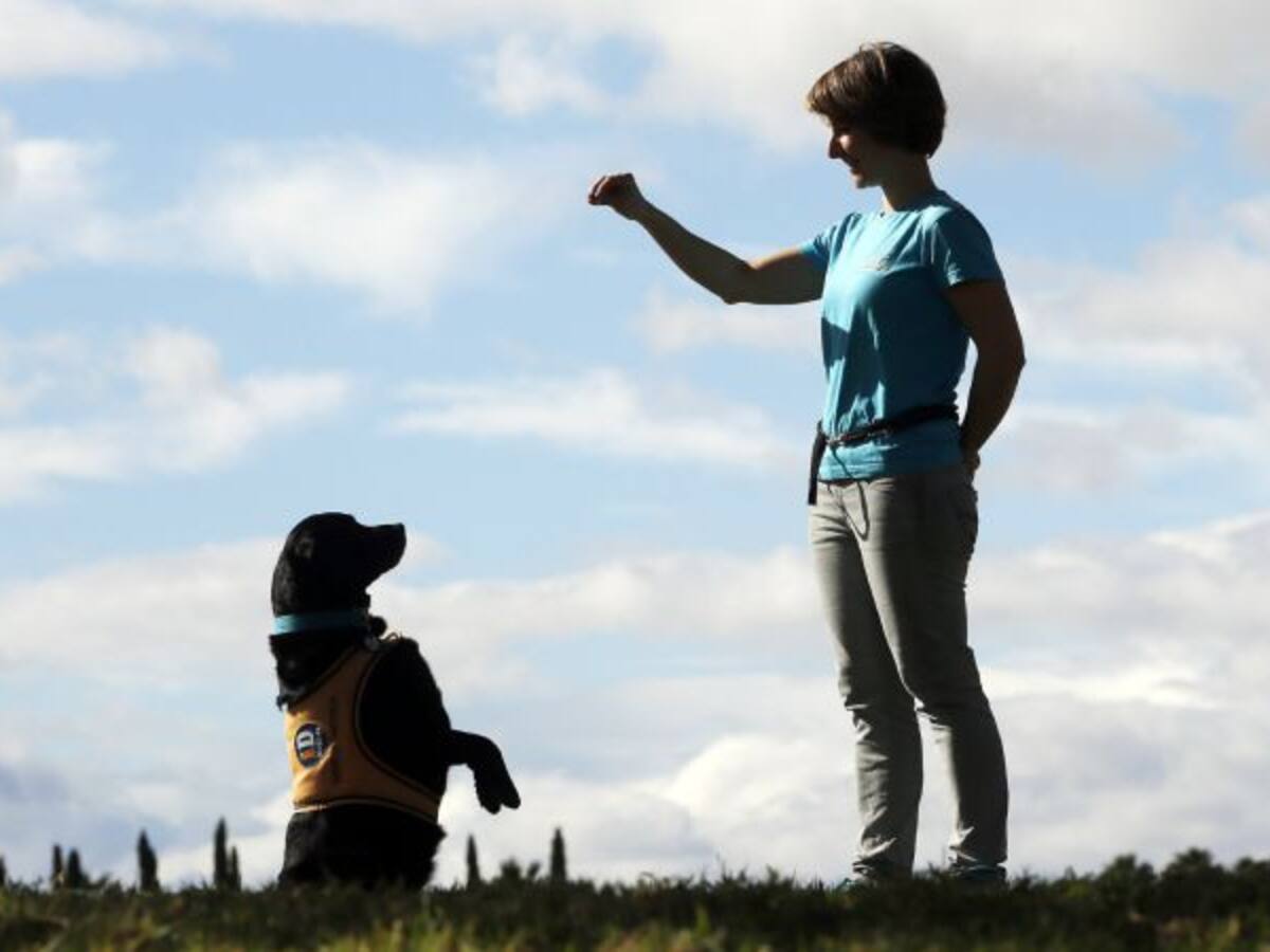 Naroa, la perra que ayuda a menores víctimas de violencia machista