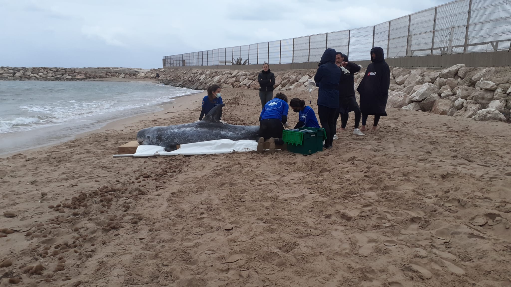 Delfín rescatado en la playa de Oliva