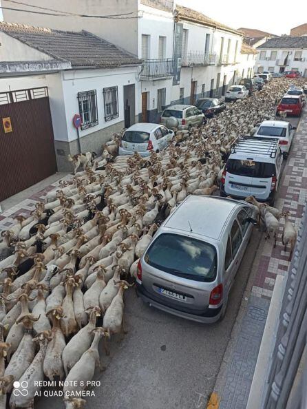 El rebaño colapsó las calles mas céntricas del municipio