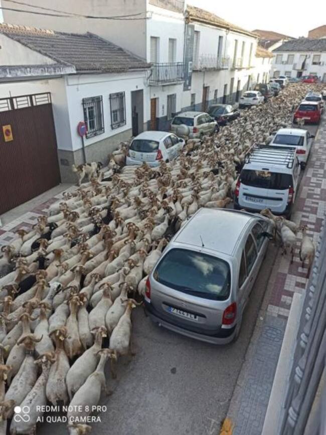 El rebaño colapsó las calles mas céntricas del municipio