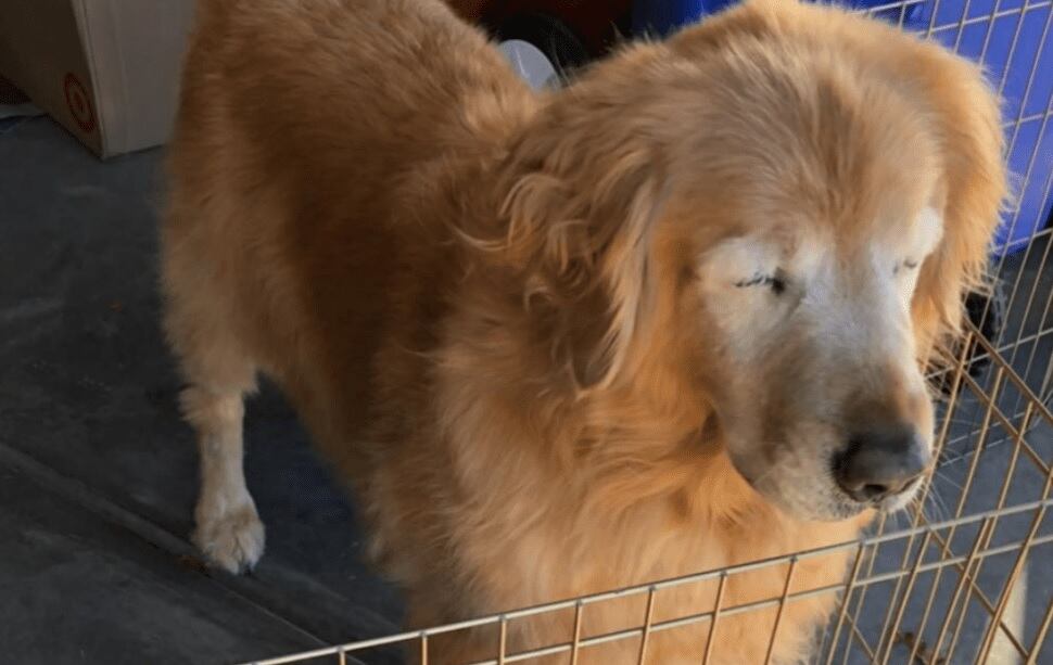 Un perro ciego necesita de sus cuidados