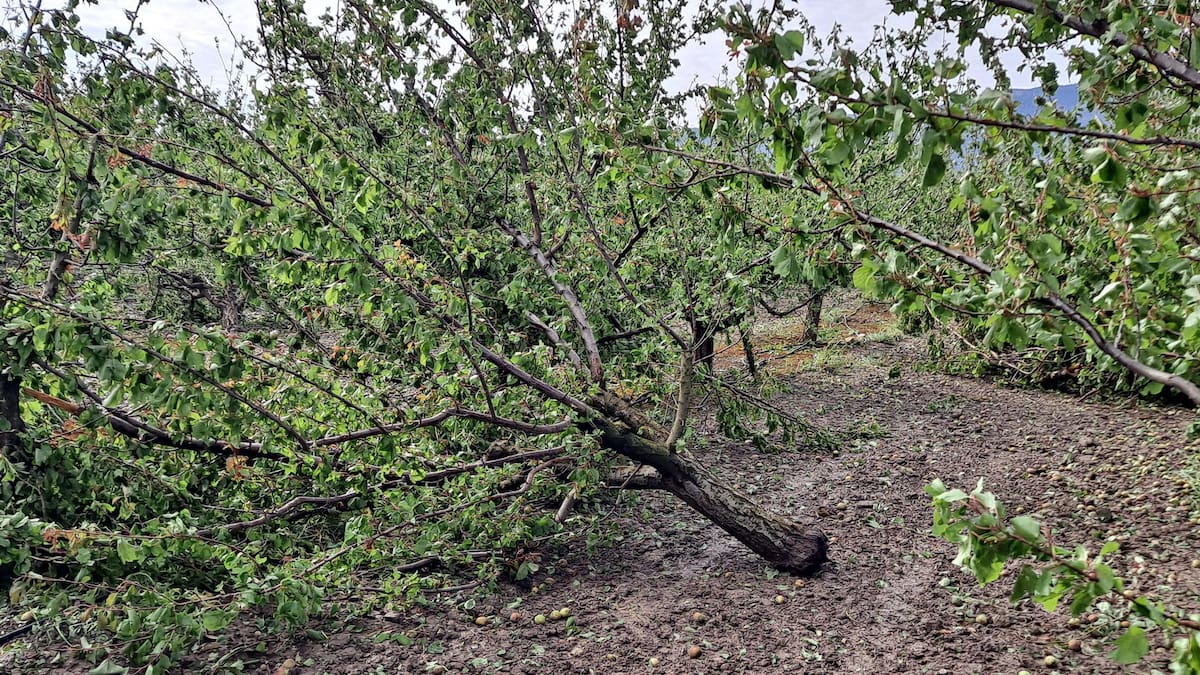 Las indemnizaciones por los daños del pedrisco de esta semana en la Región de Murcia llegan a 5 millones de euros