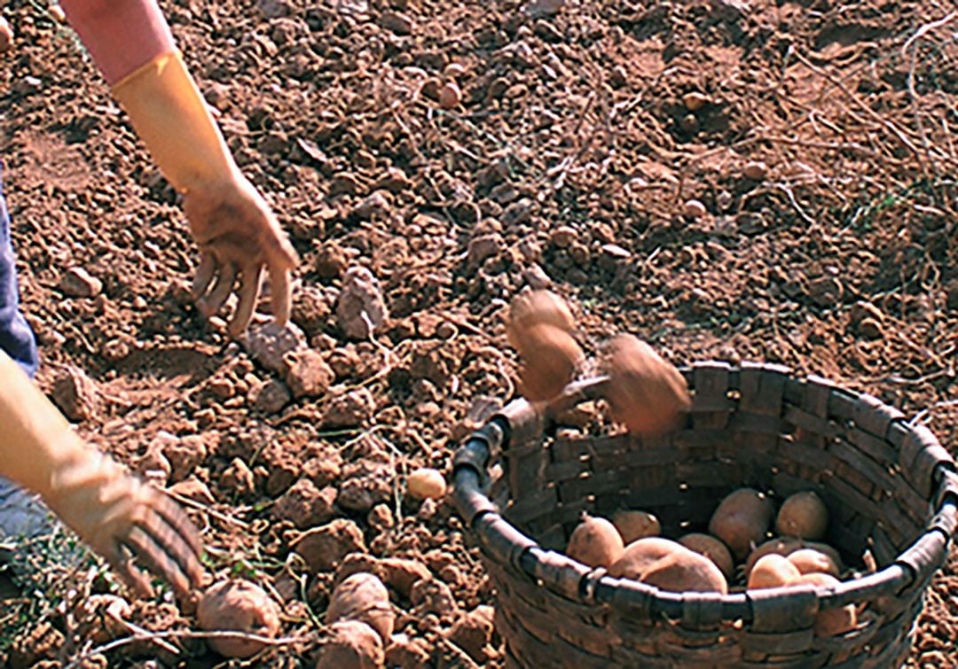 Patatas recogidas para su posterior donación