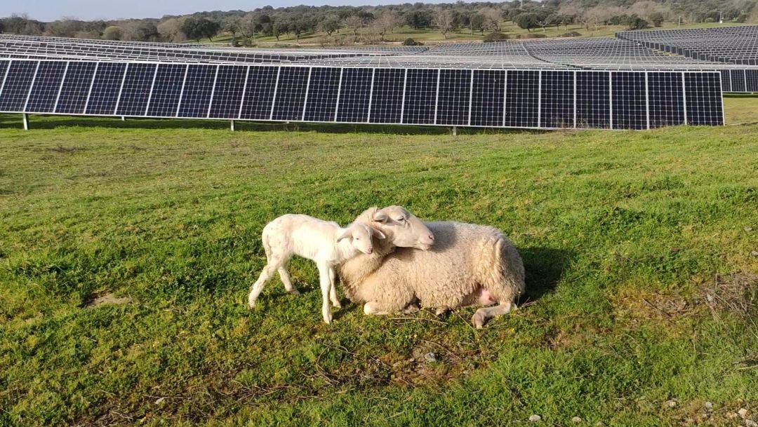 Parque solar fotovoltaico