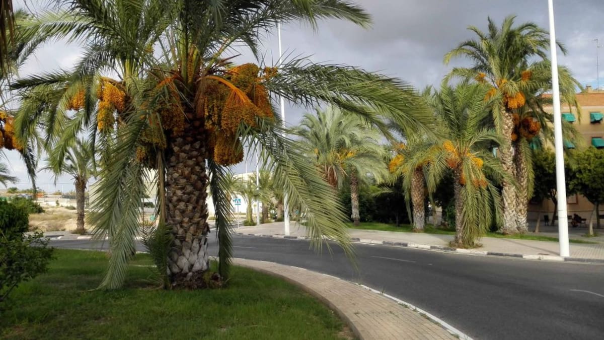 Denuncian que las palmeras con dátiles suponen un peligro en la vía pública