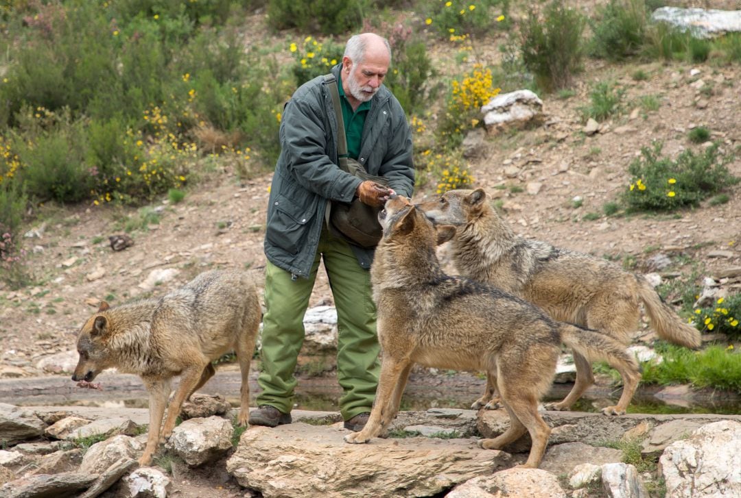 El biólogo especialista en lobos que trabajó con Félix Rodríguez de la Fuente Carlos Sanz, junto a algunos de los lobos del Centro del Lobo Ibérico de Castilla y León