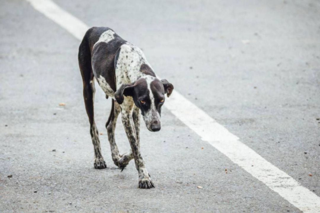 Un perro abandonado vaga por una carretera