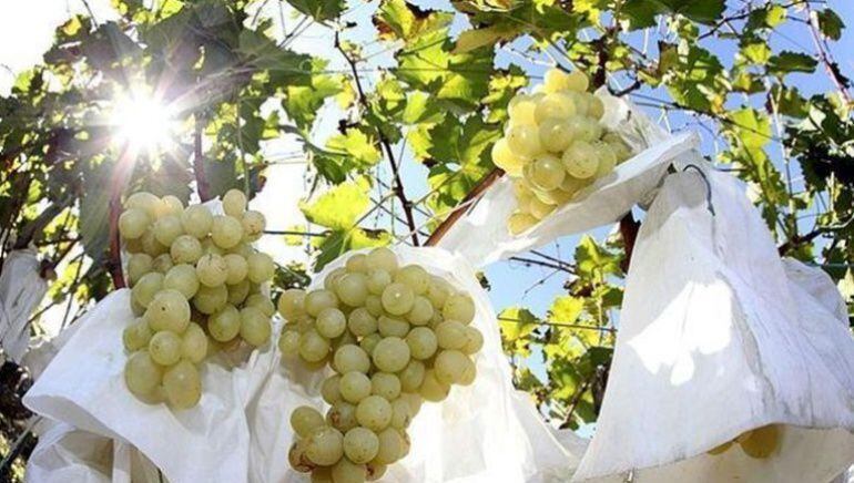 Se ha presentado el Plan de Seguridad contra robos en la campaña de recolección de uva del Vinalopó