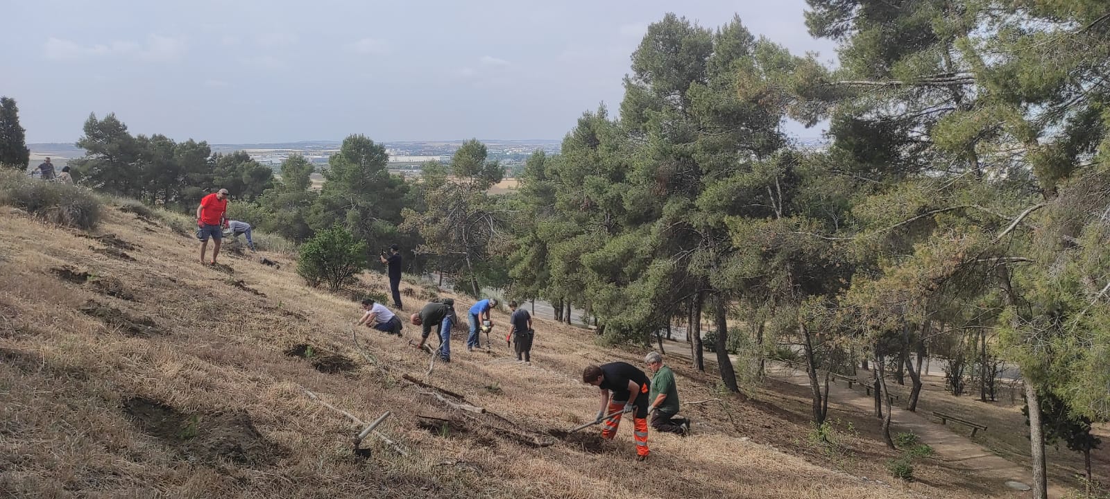 Los voluntarios han plantado los pinos en la zona con más carencias de ejemplares arbóreos