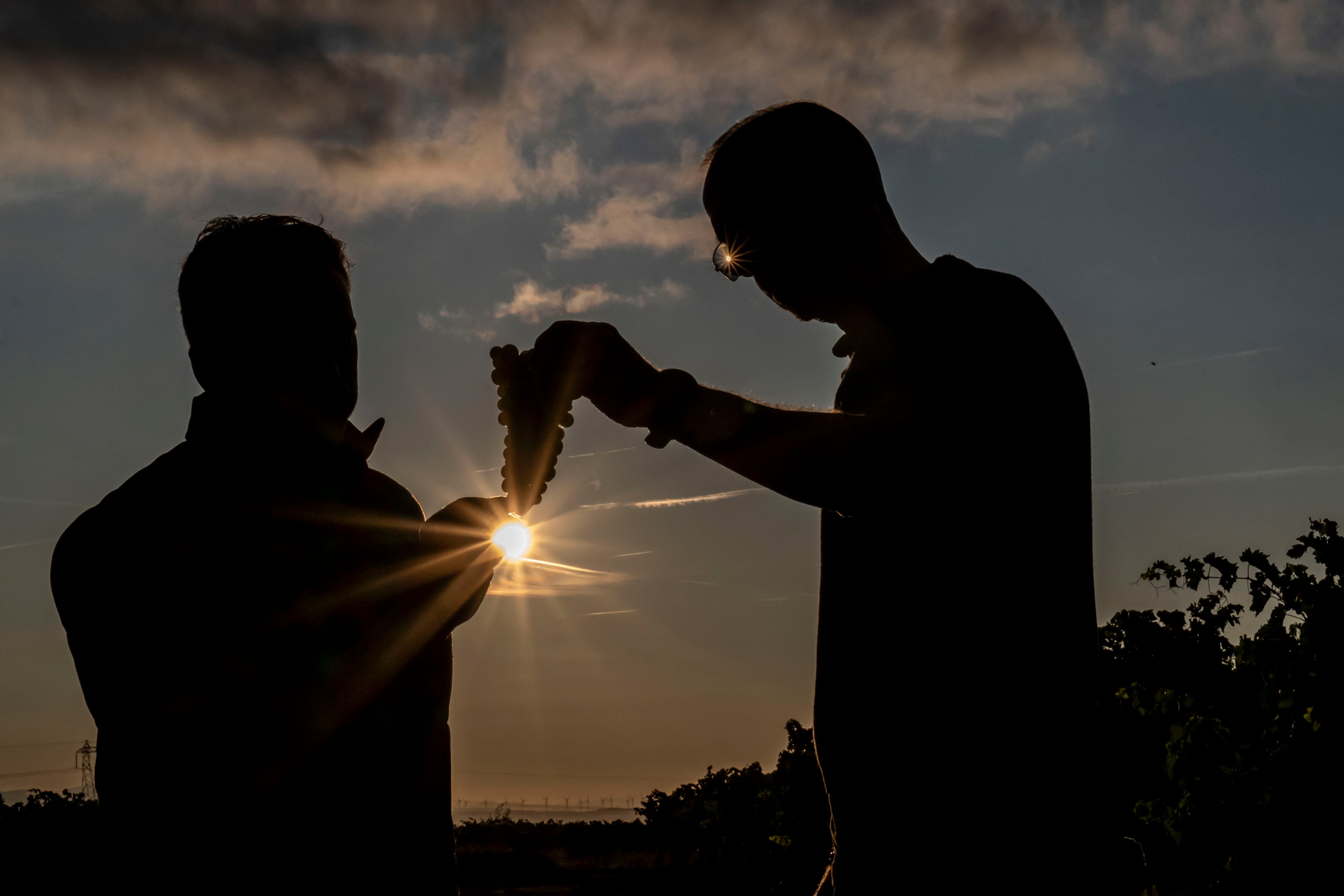 La vendimia arranca la bodega cooperativa Viñedos de Aldeanueva con la recogida de uva blanca de la variedad tempranillo blanco.