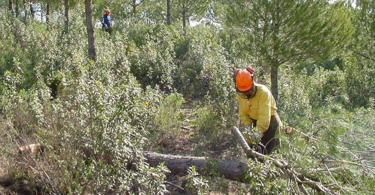 Operarios de la Junta de Andalucía realizan trabajos selvícolas en los montes públicos andaluces.