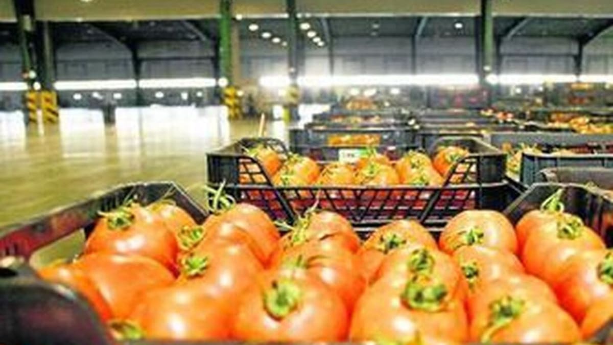 Denuncian contrabando y reventa de tomate marroquí con marca 'Almería'
