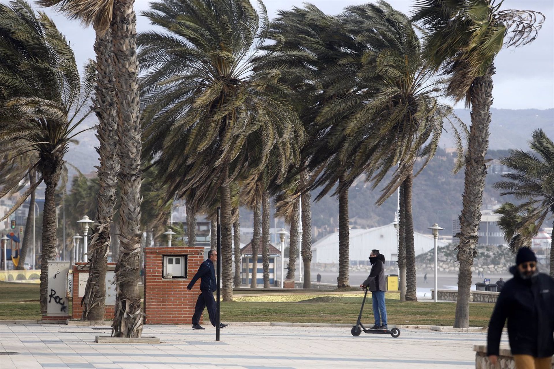 Detalle de las palmeras donde el temporal con vientos de 70 km/h y el litoral malagueño registra olas de tres metros, a 10 de febrero de 2023 en Málaga (Andalucía, España). El temporal, con fuertes rachas de viento, azota la cosa malagueña y parte del estrecho de gibraltar