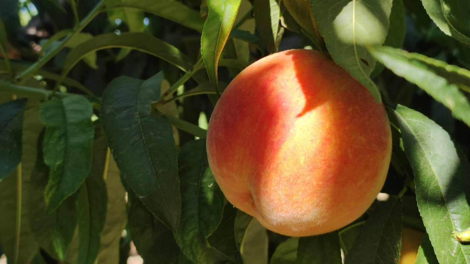 Una de las variedades de melocotón de la finca La Veguilla en Córdoba