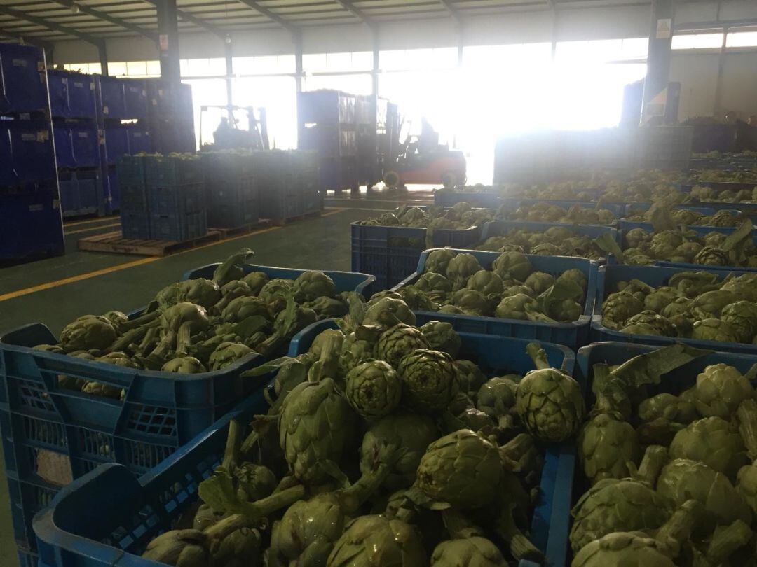 Almacén de alcachofas.