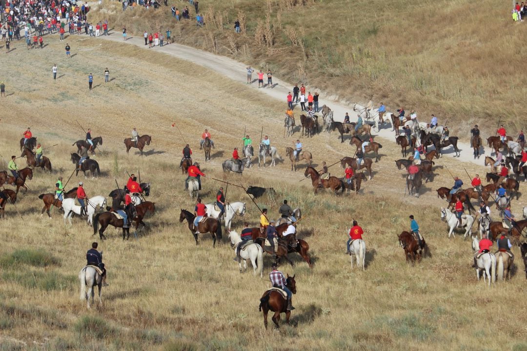 Caballistas que participan en el encierro de Cuéllar intentan dirigir a uno de los astados