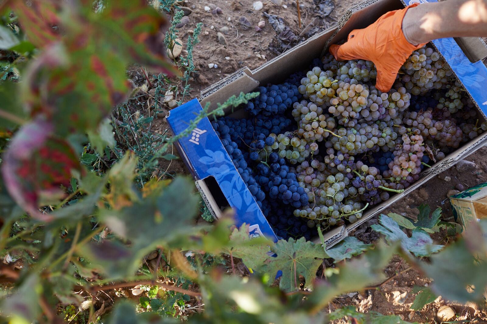 Los vinos del Arlanza se dan cita en la capital burgalesa 26 y 27 de octubre