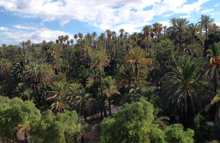 Palmeras de la ladera del río de Elche