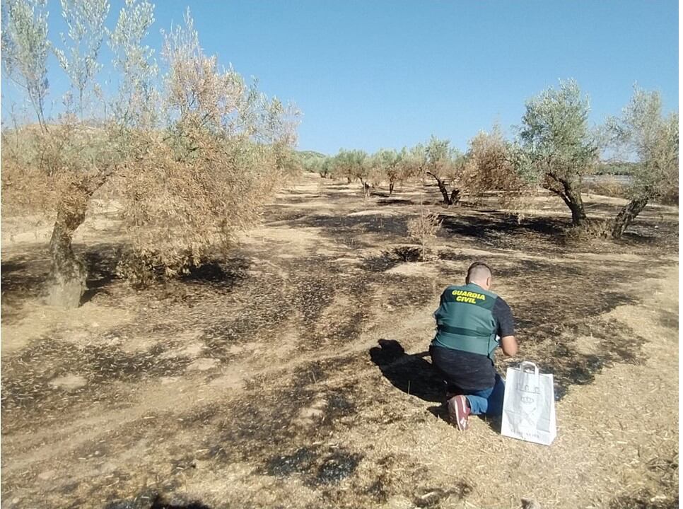 Un guardia civil inspecciona uno de los olivares afectados en Alcaudete.