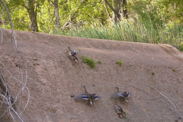 Patos en la presa de la Torre.